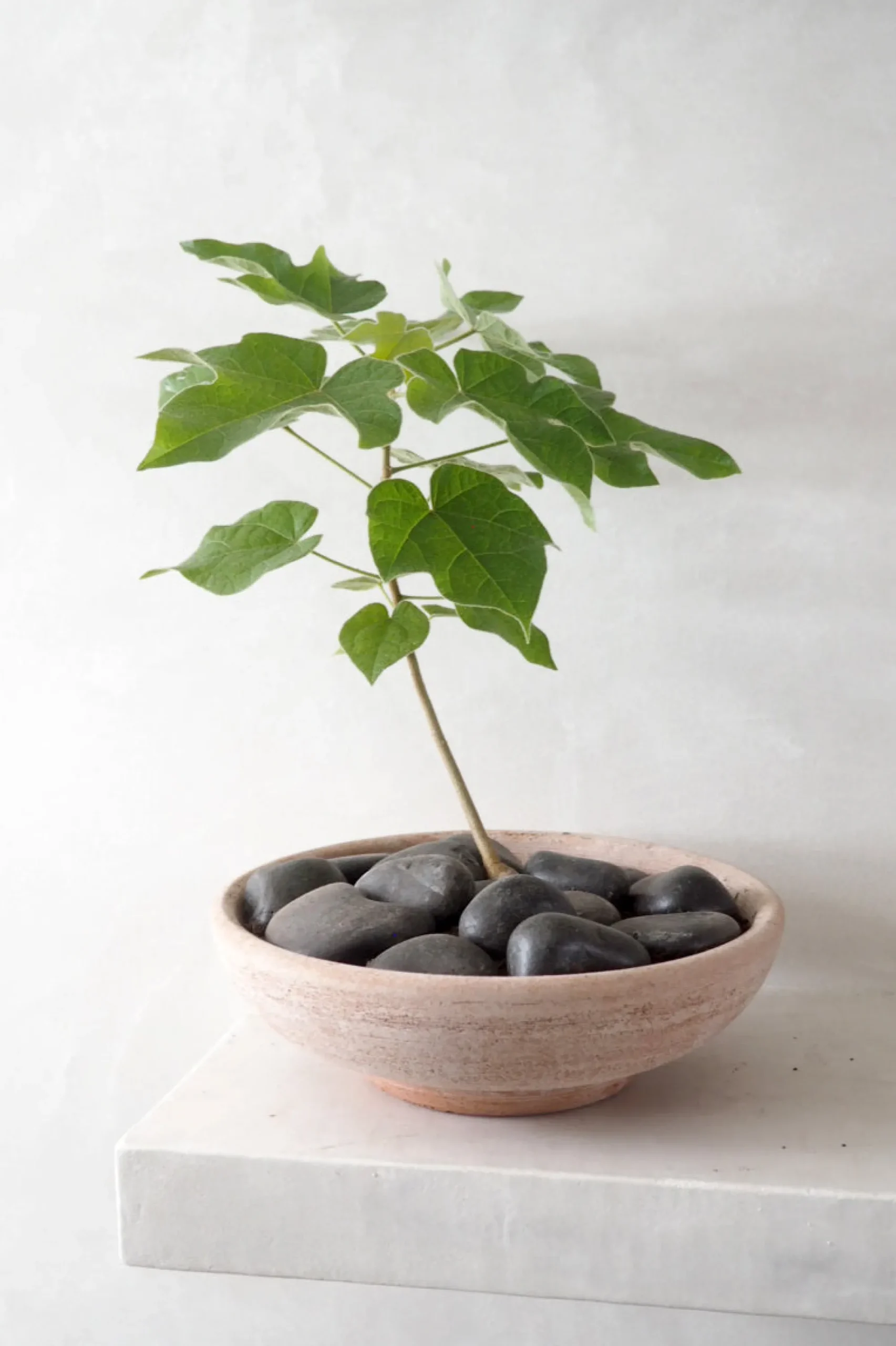 PLANT Ada, rosa Online