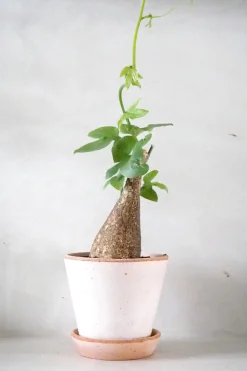 PLANT Adenia viridiflora Outlet