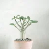 PLANT Adenium ansu "mini baobab" Clearance