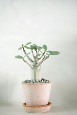PLANT Adenium ansu "mini baobab" Clearance