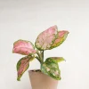 PLANT Aglaonema Spotted Star Discount