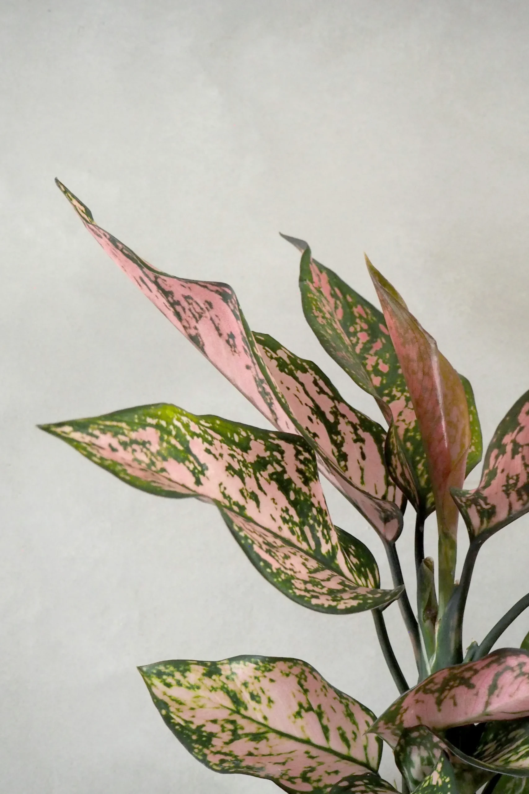 PLANT Aglaonema Spotted star, medium Best