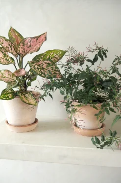 PLANT Aglaonema Spotted star, medium Best