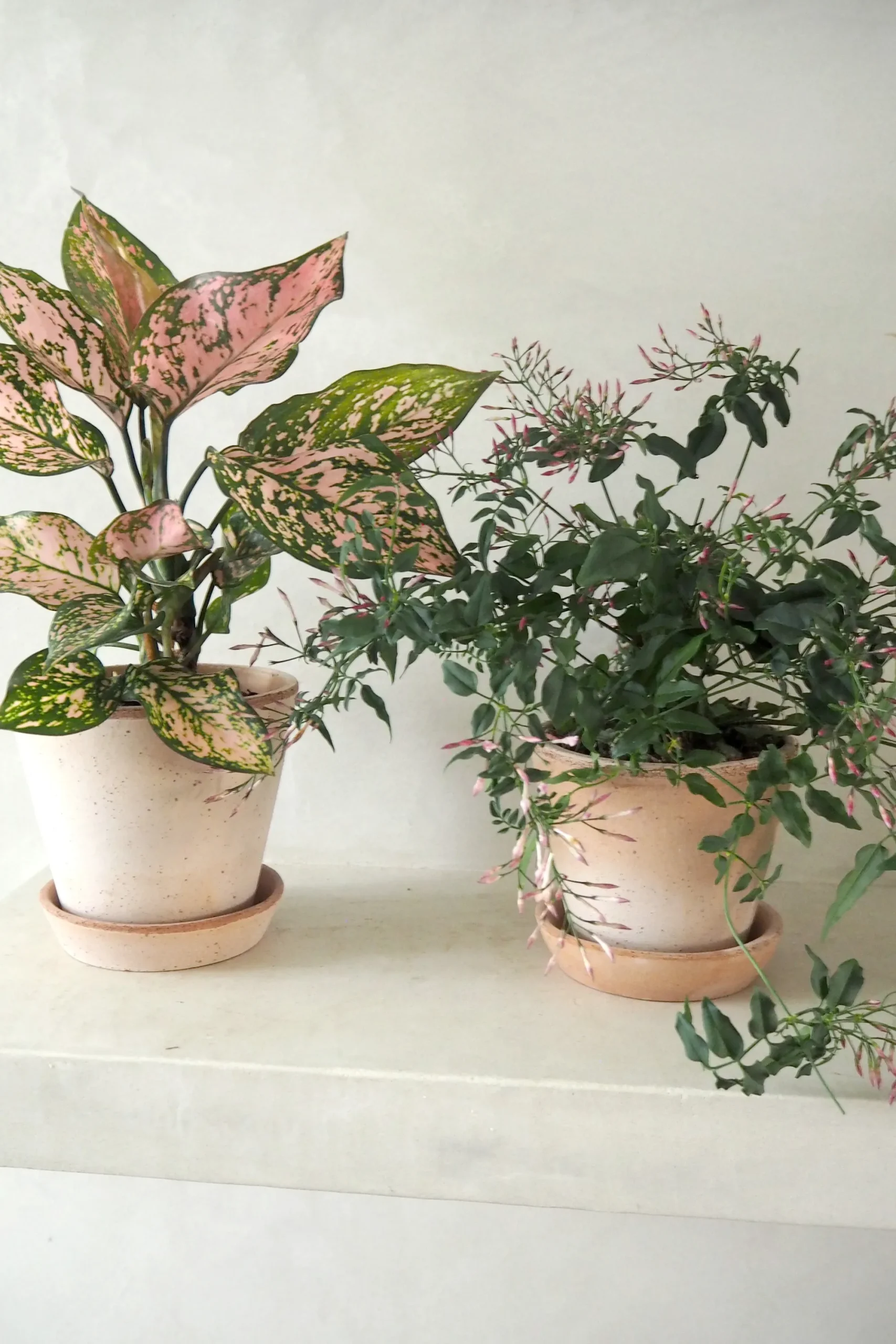 PLANT Aglaonema Spotted star, medium Best