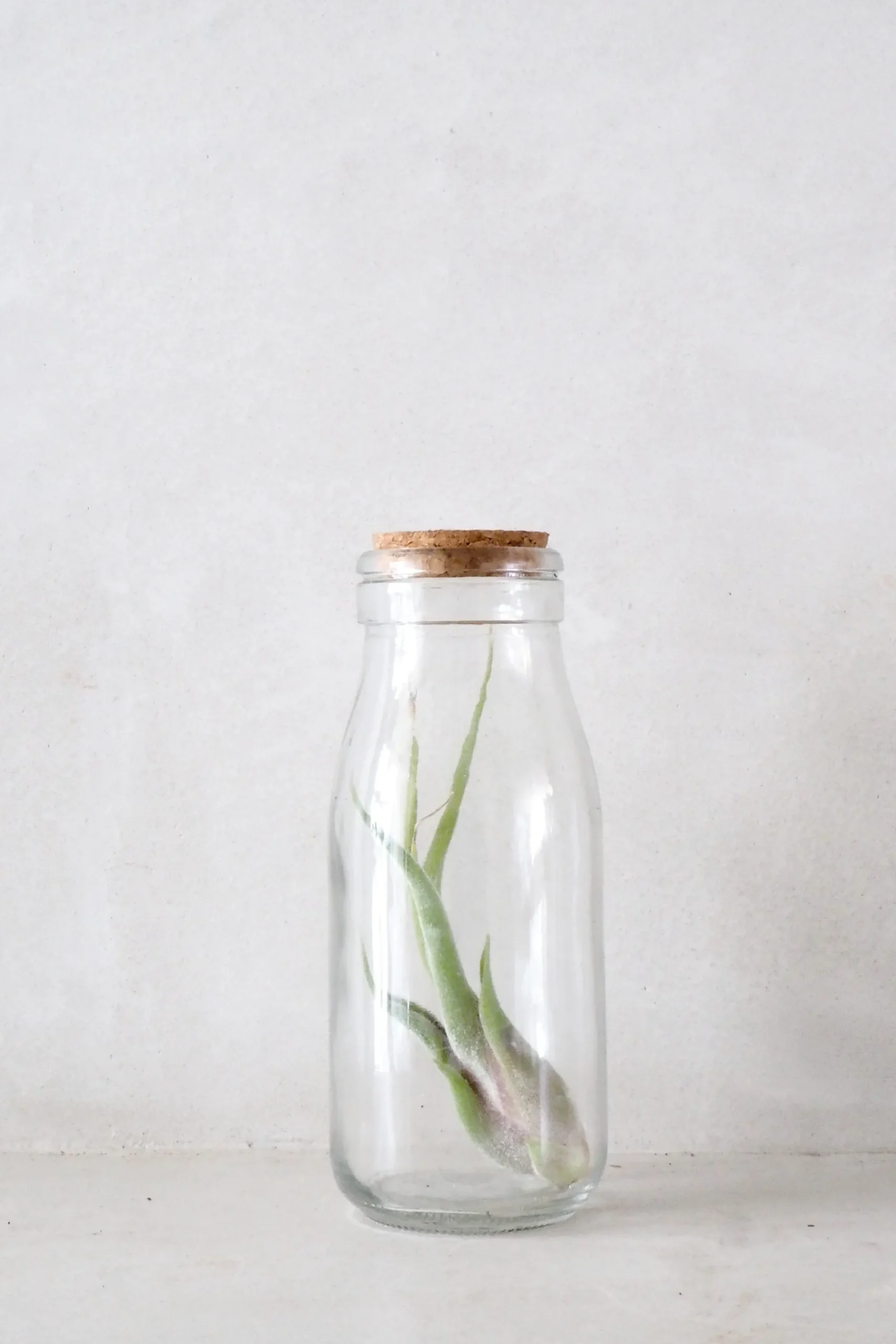 PLANT Air i glas Sale