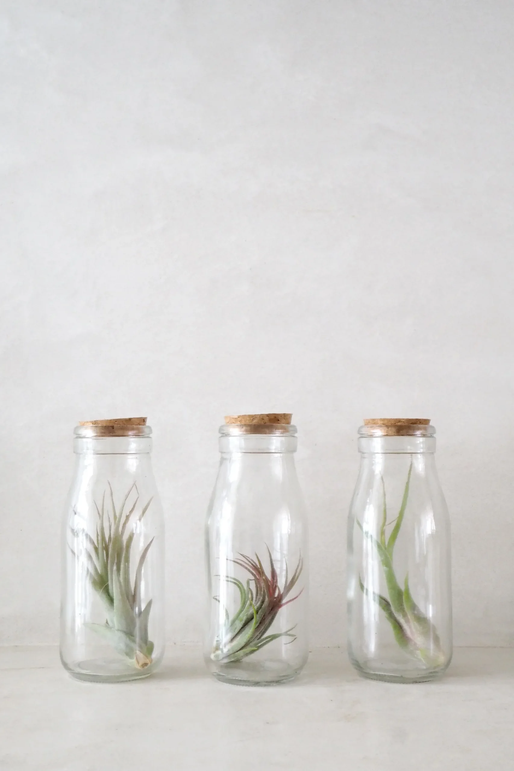 PLANT Air i glas Sale