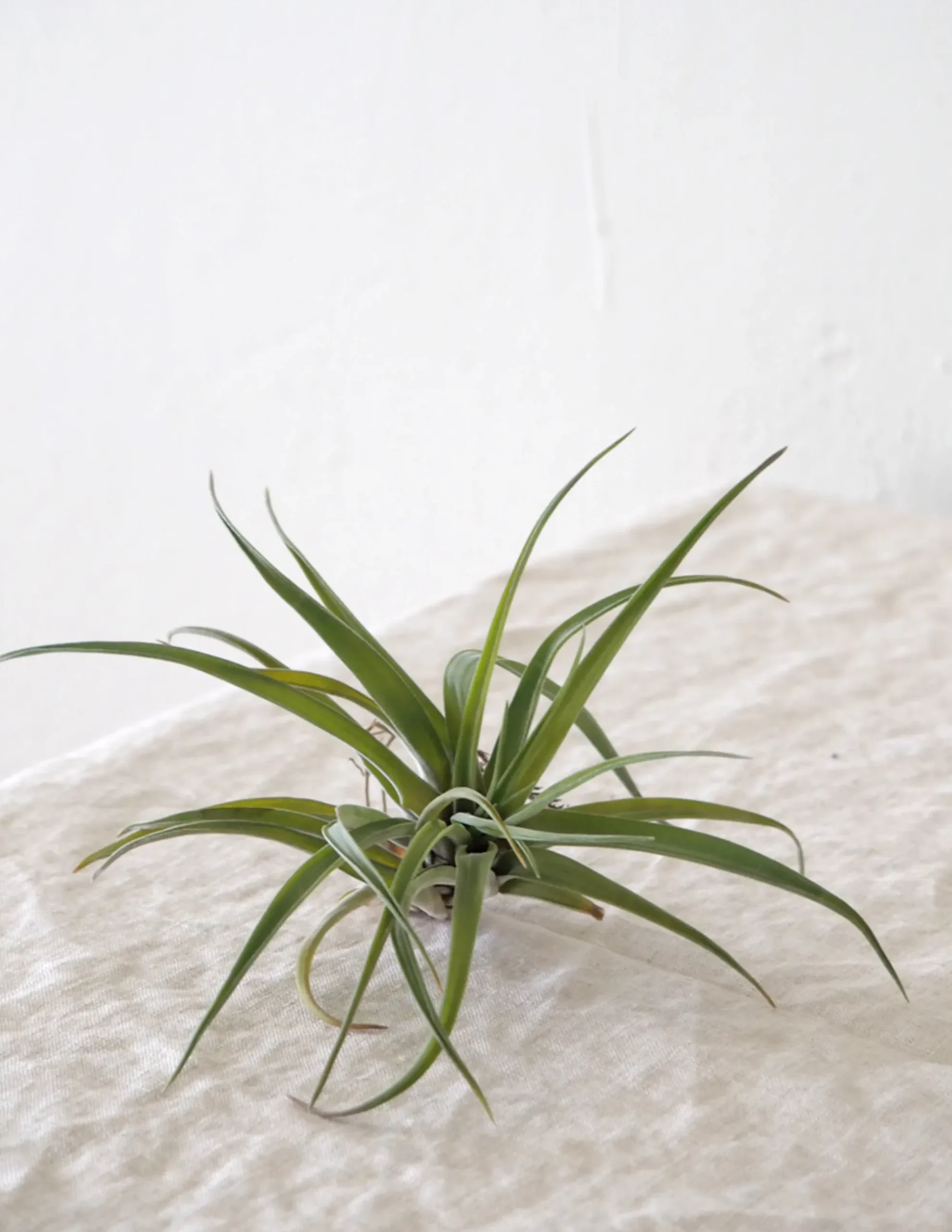 PLANT Air s Clearance