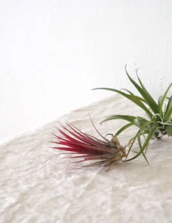 PLANT Air s Clearance