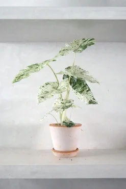 PLANT Alocasia camouflage Best