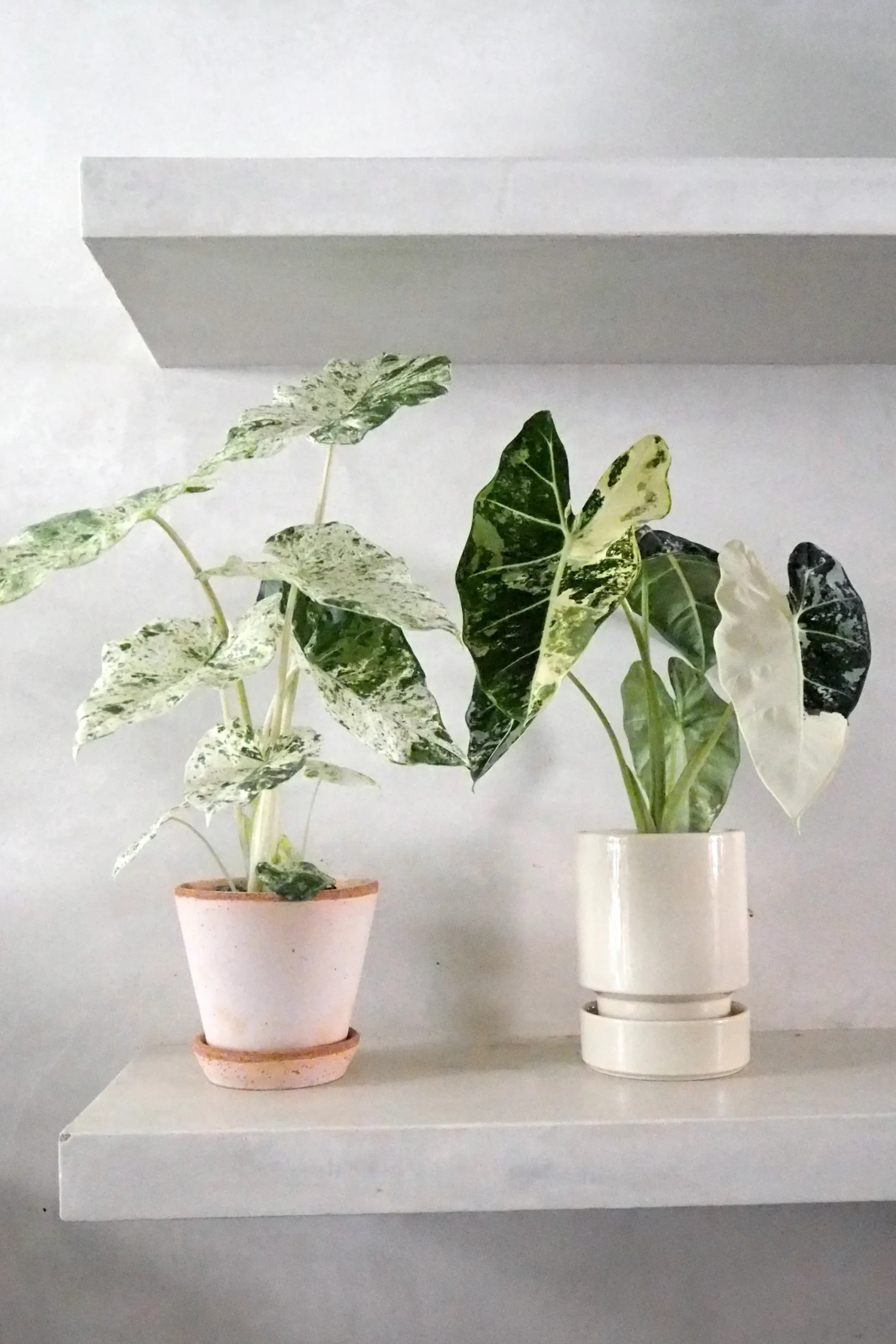 PLANT Alocasia camouflage Best