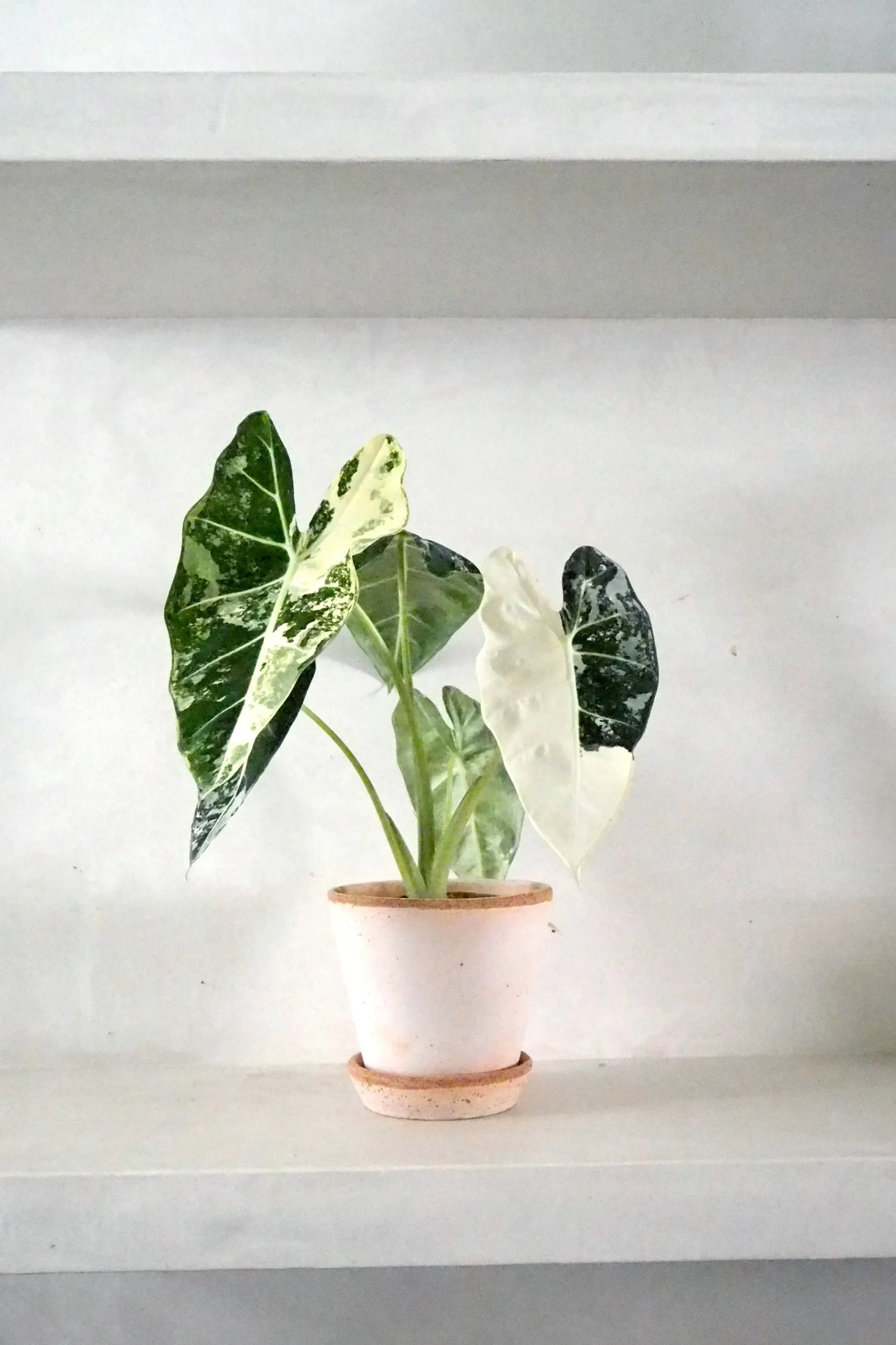 PLANT Alocasia frydek variegata Discount