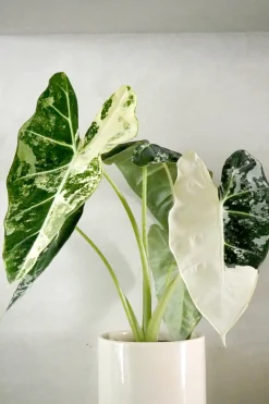 PLANT Alocasia frydek variegata Discount
