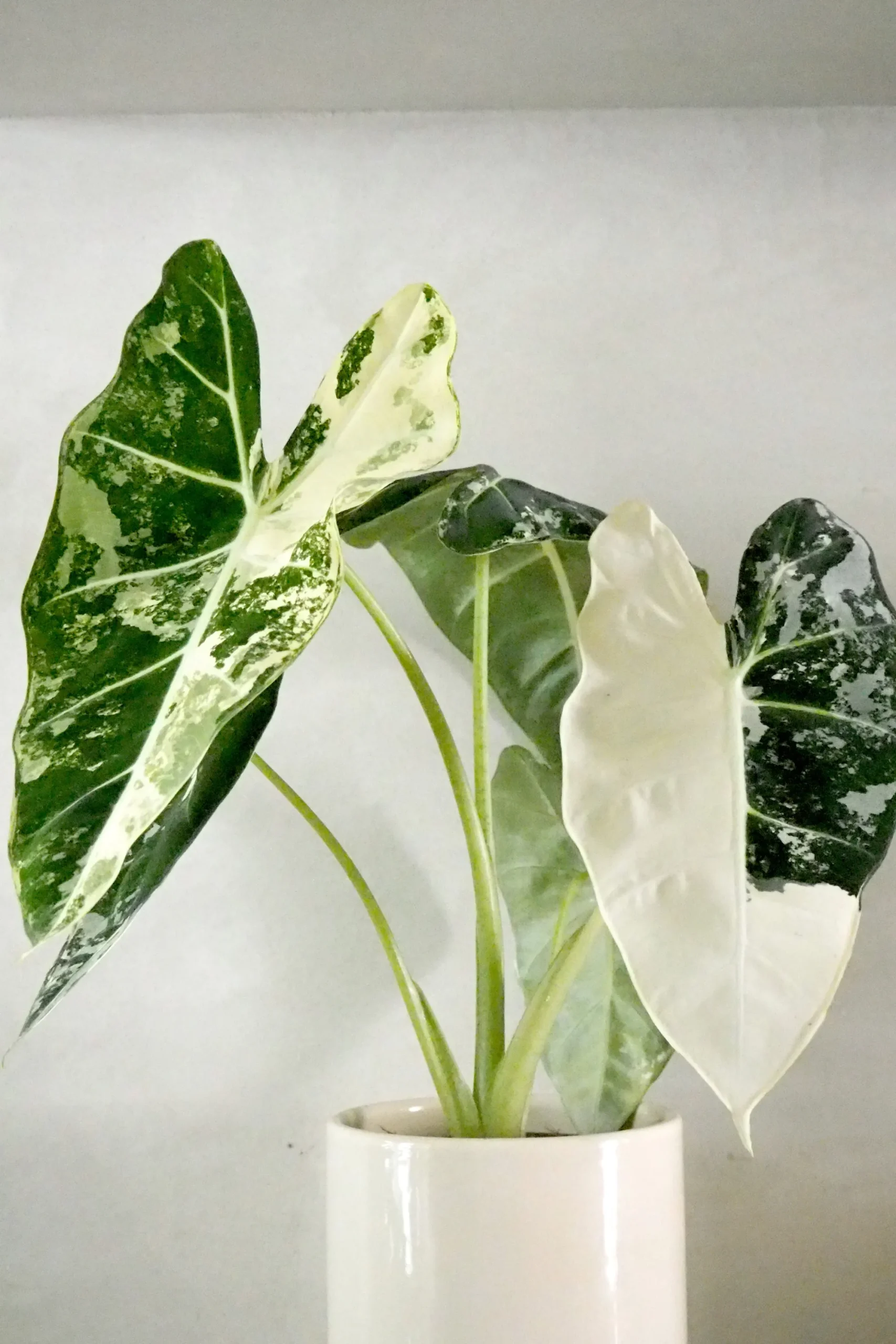 PLANT Alocasia frydek variegata Discount