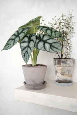 PLANT Alocasia Silver Scale Best