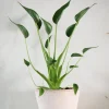 PLANT Alocasia Tiny dancer Best