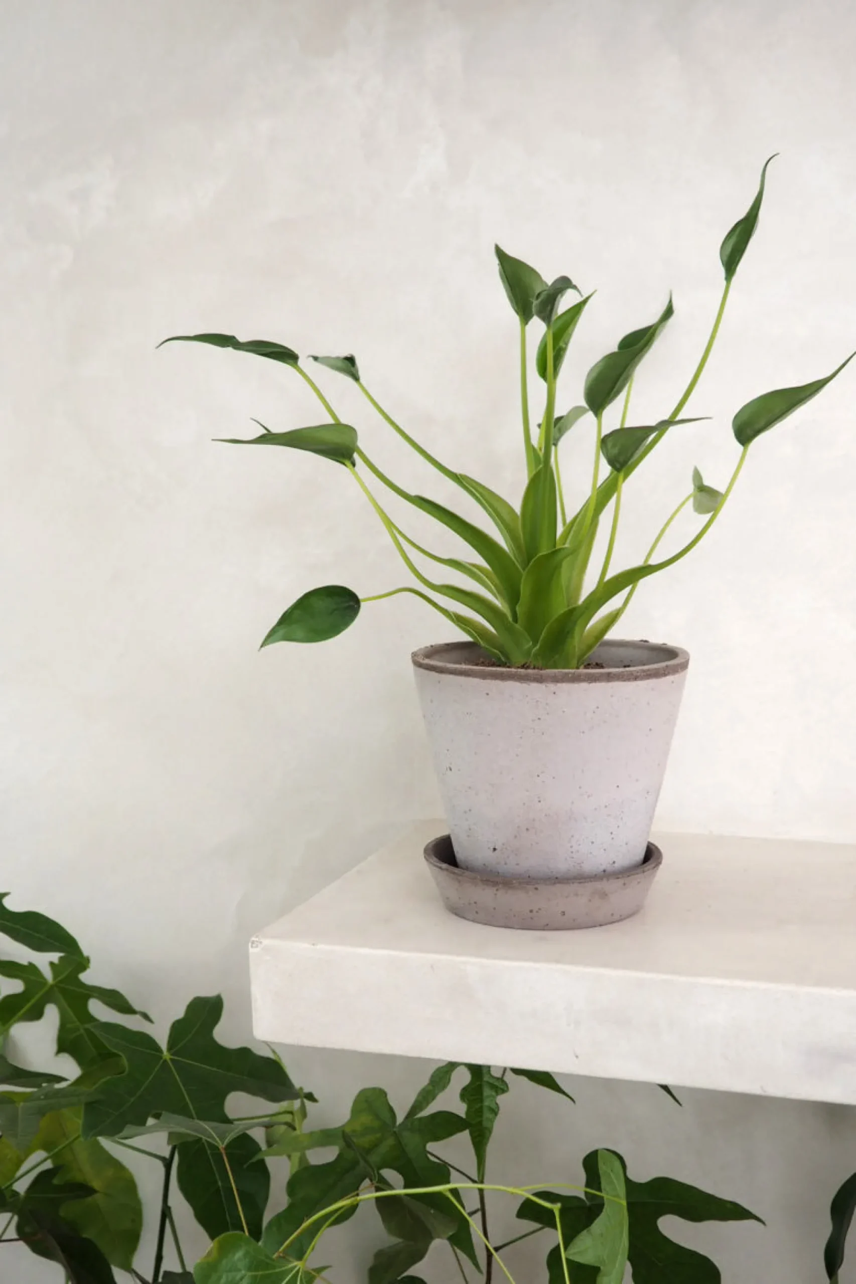 PLANT Alocasia Tiny dancer Best