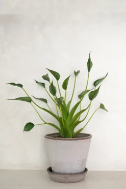 PLANT Alocasia Tiny dancer Best