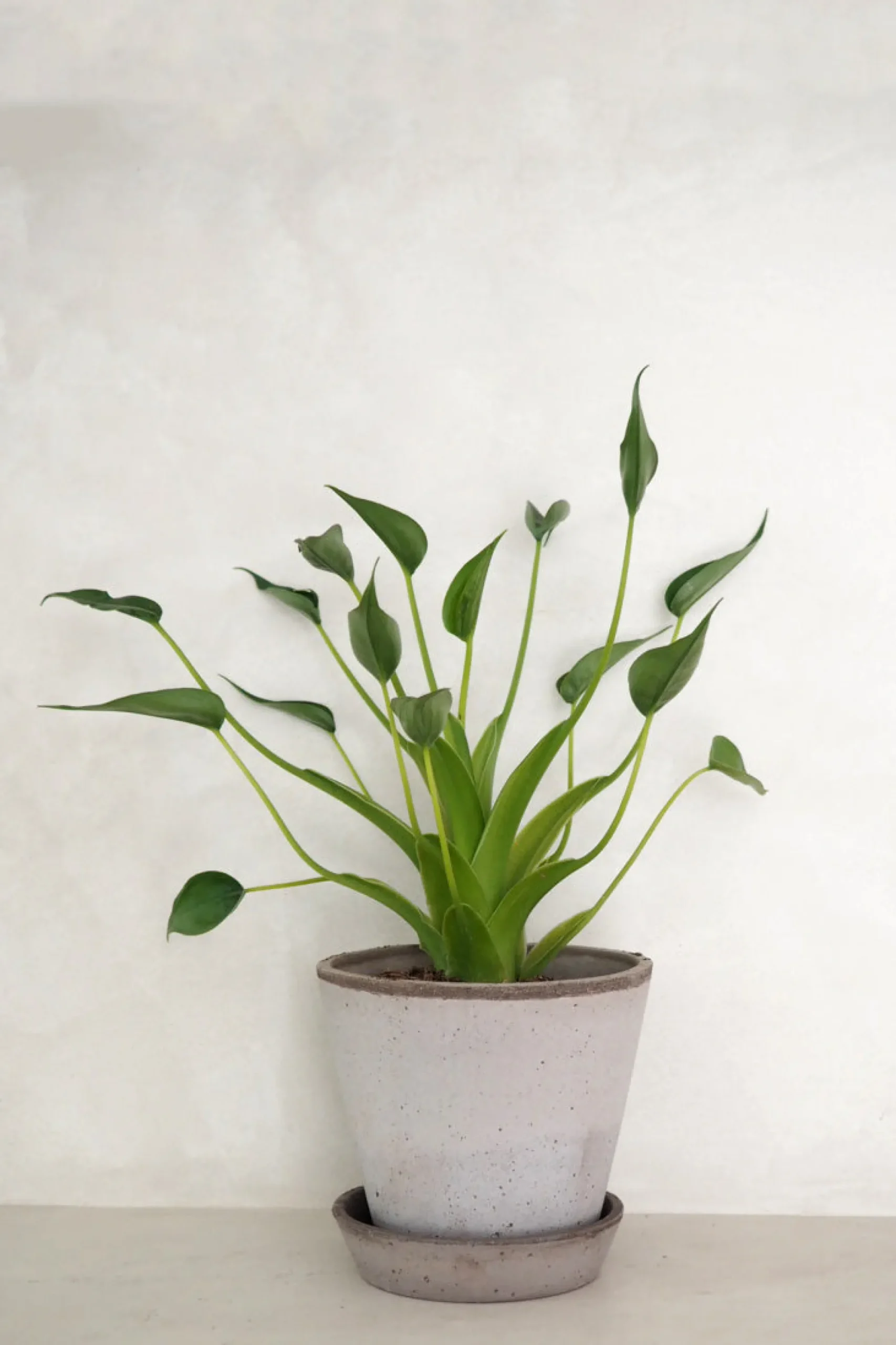 PLANT Alocasia Tiny dancer Best