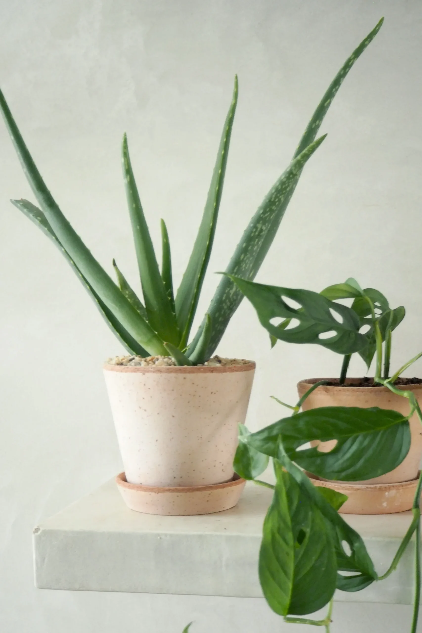 PLANT Aloe Vera Outlet