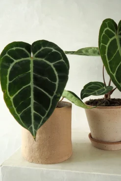 PLANT Anthurium Crystallinum New