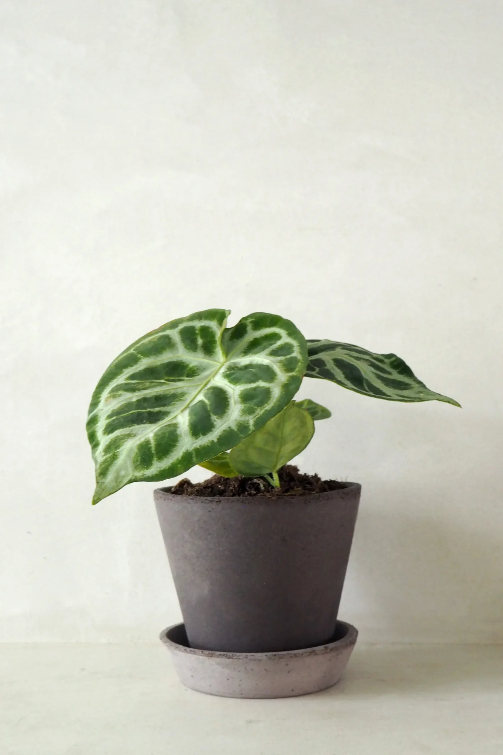 PLANT Anthurium silver Blush Outlet