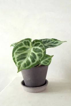 PLANT Anthurium silver Blush Outlet