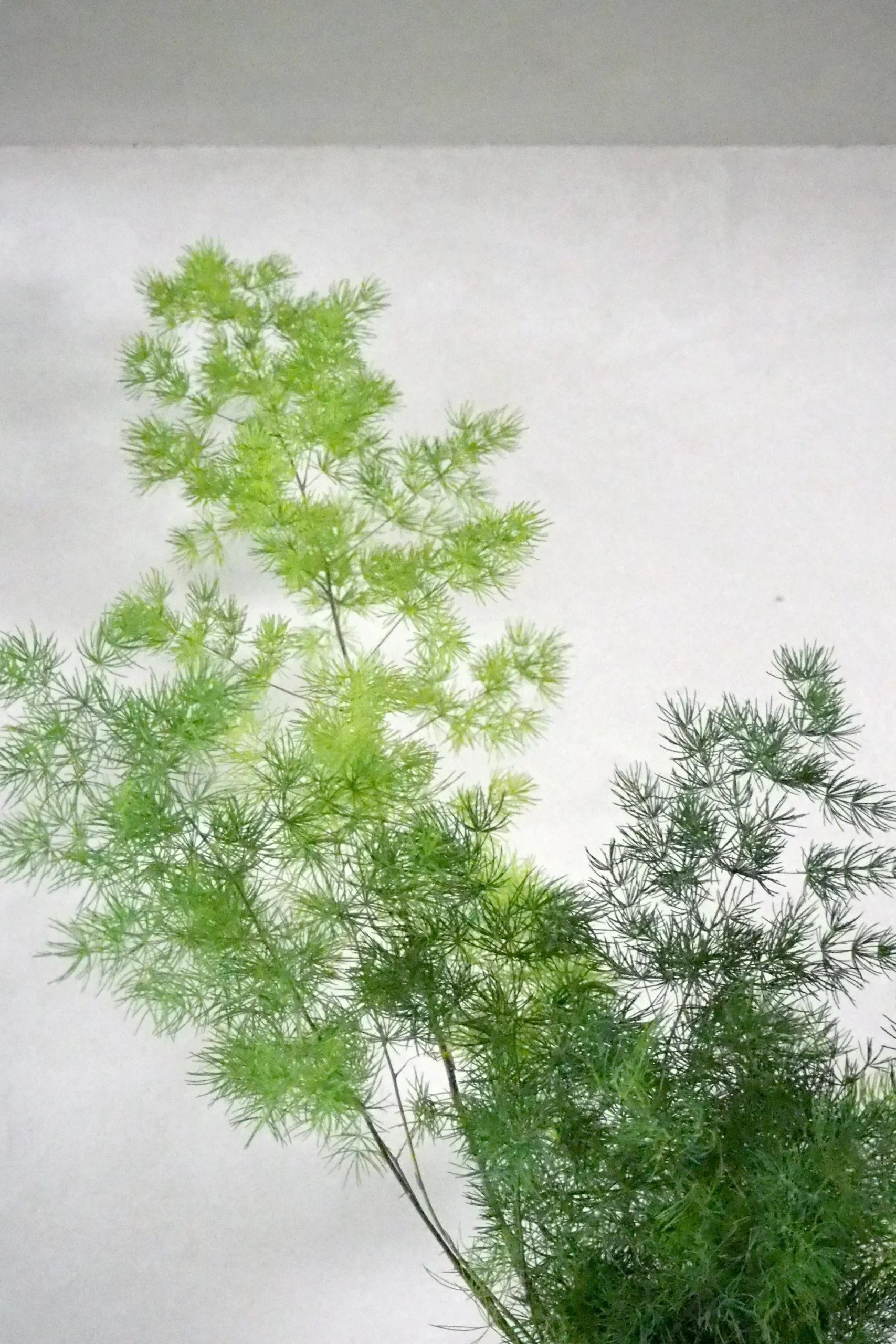 PLANT Asparagus Myriocladus Hot