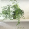 PLANT Asparagus Setaceus, medium Hot