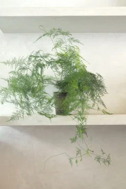 PLANT Asparagus Setaceus, medium Hot