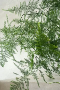 PLANT Asparagus Setaceus, medium Hot