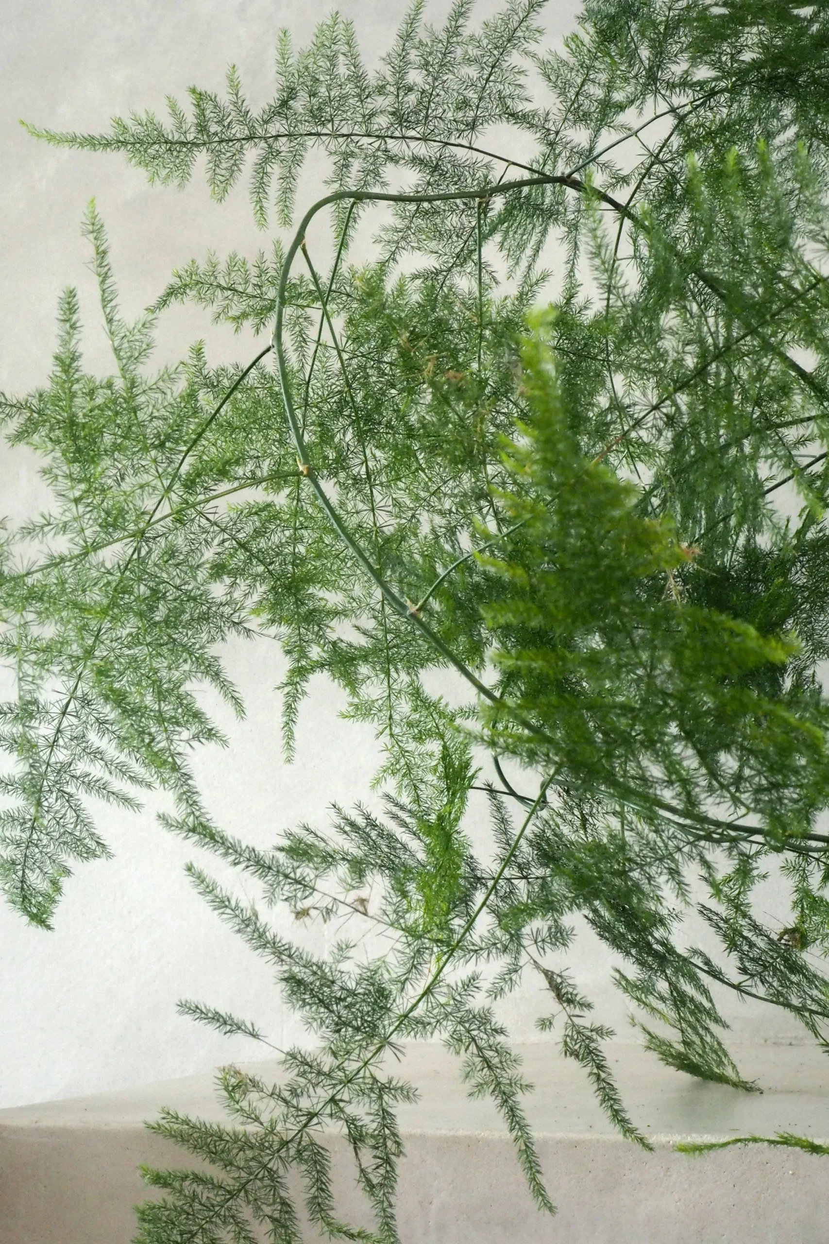 PLANT Asparagus Setaceus, medium Hot