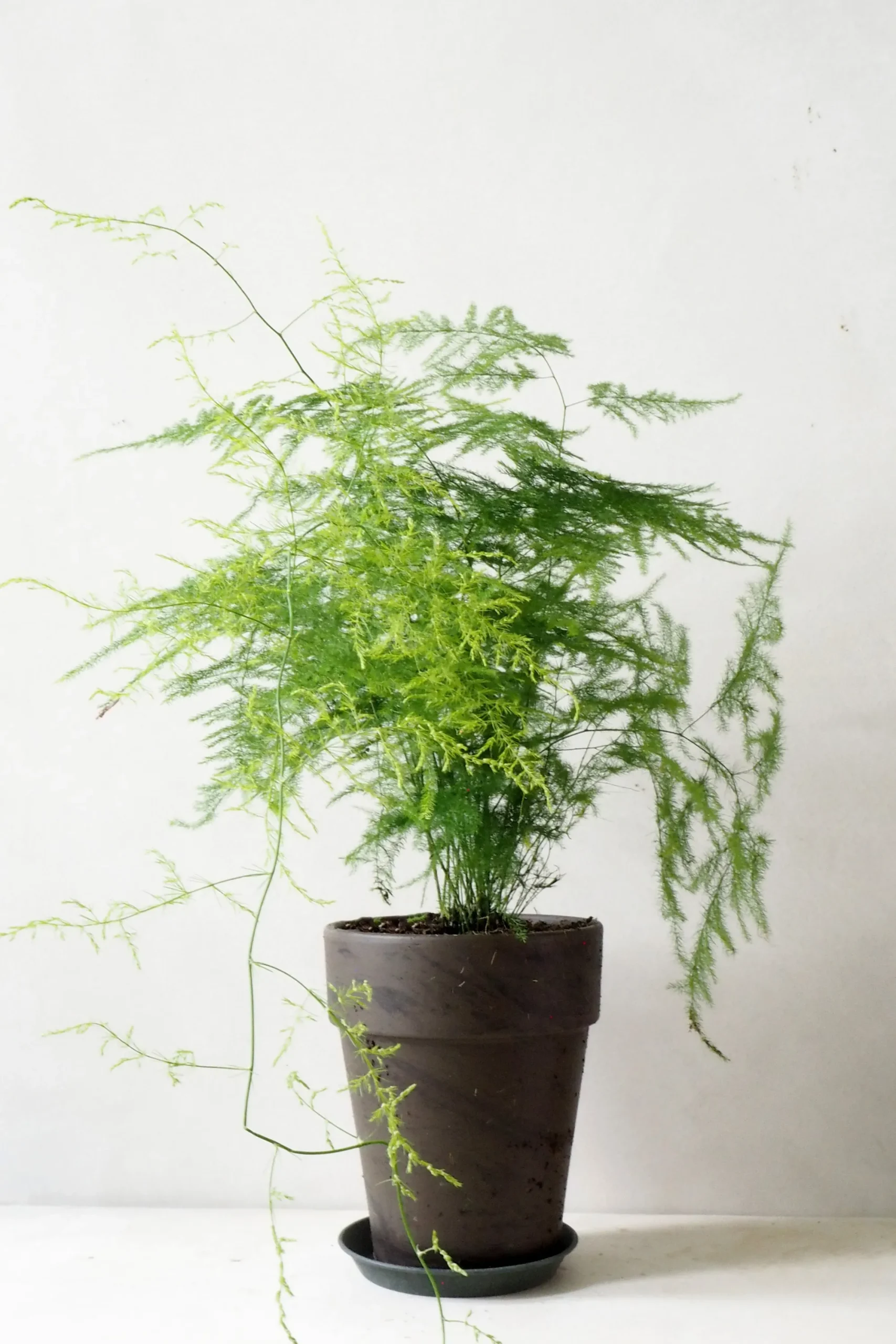 PLANT Asparagus Setaceus, stor New