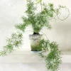 PLANT Asparagus Sprengerii