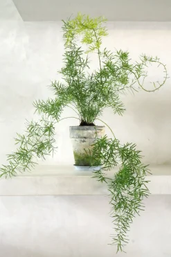 PLANT Asparagus Sprengerii