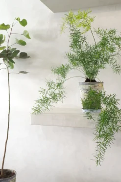 PLANT Asparagus Sprengerii