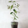 PLANT Australsk birk New