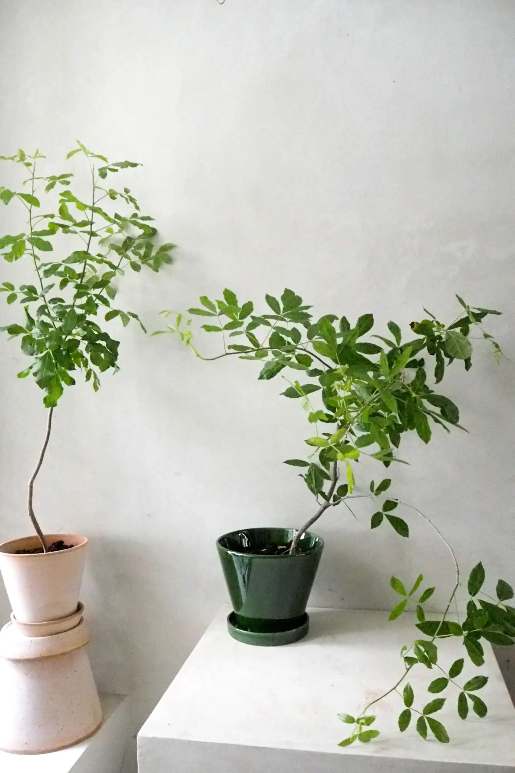 PLANT Balsamtræ Online