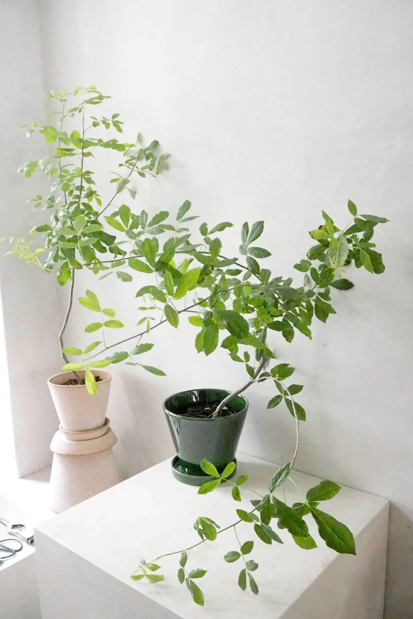PLANT Balsamtræ Online