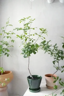PLANT Balsamtræ Online