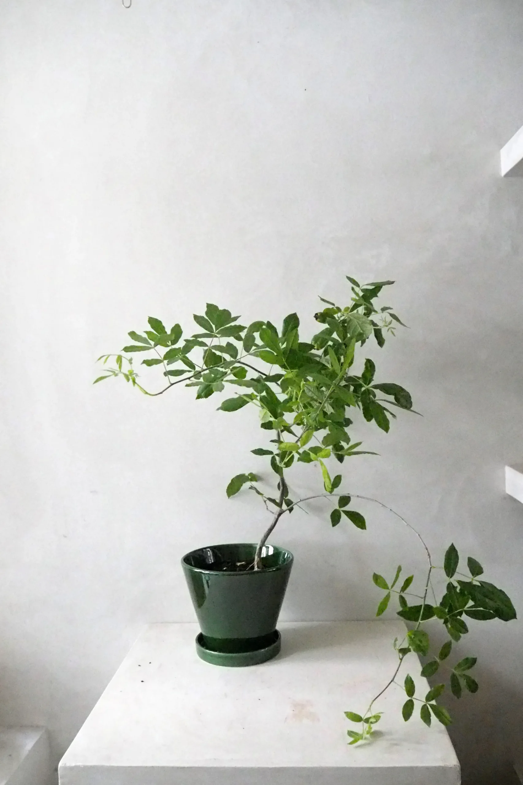 PLANT Balsamtræ Online