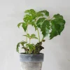 PLANT Begonia Carolineifolia, lille Sale