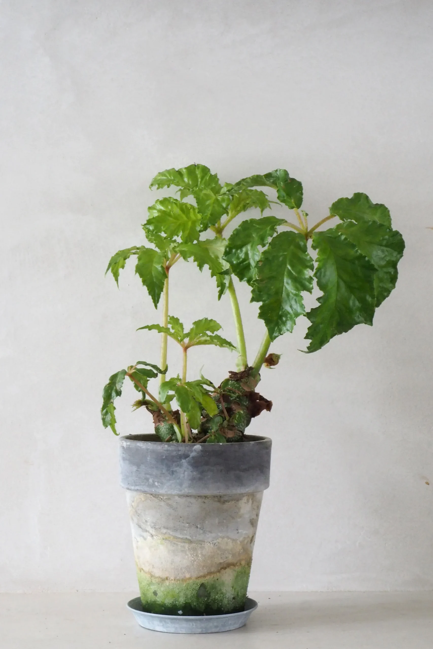 PLANT Begonia Carolineifolia, lille Sale