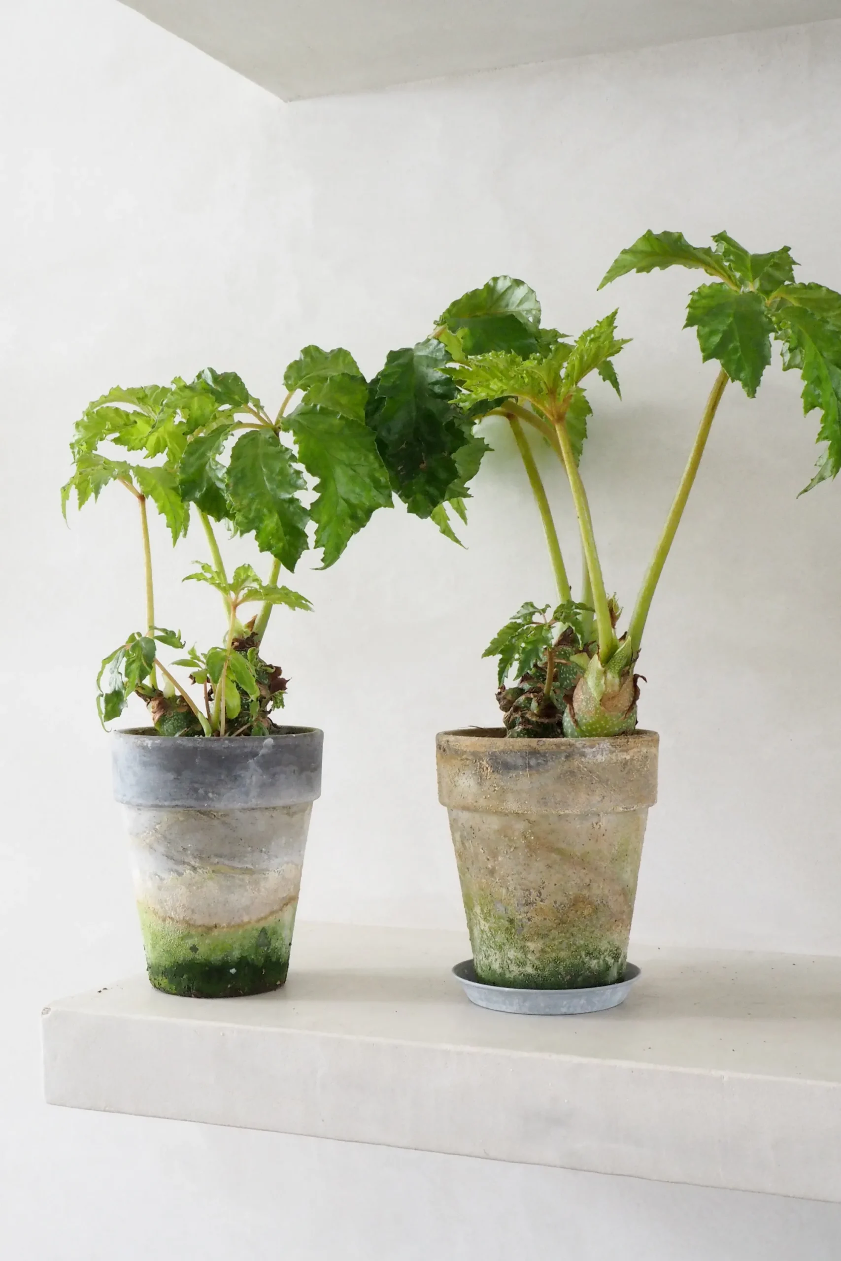 PLANT Begonia Carolineifolia, lille Sale
