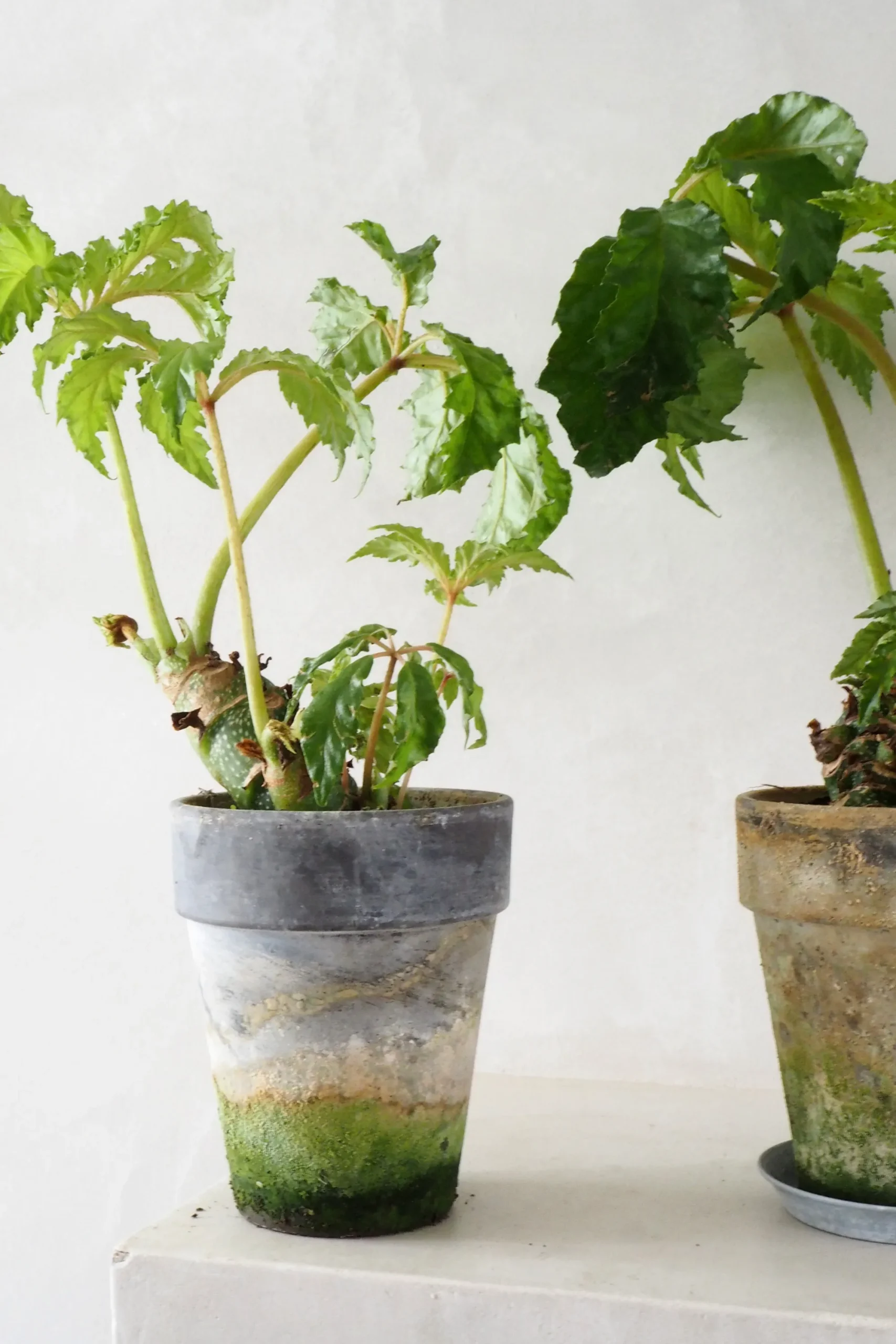 PLANT Begonia Carolineifolia, lille Sale