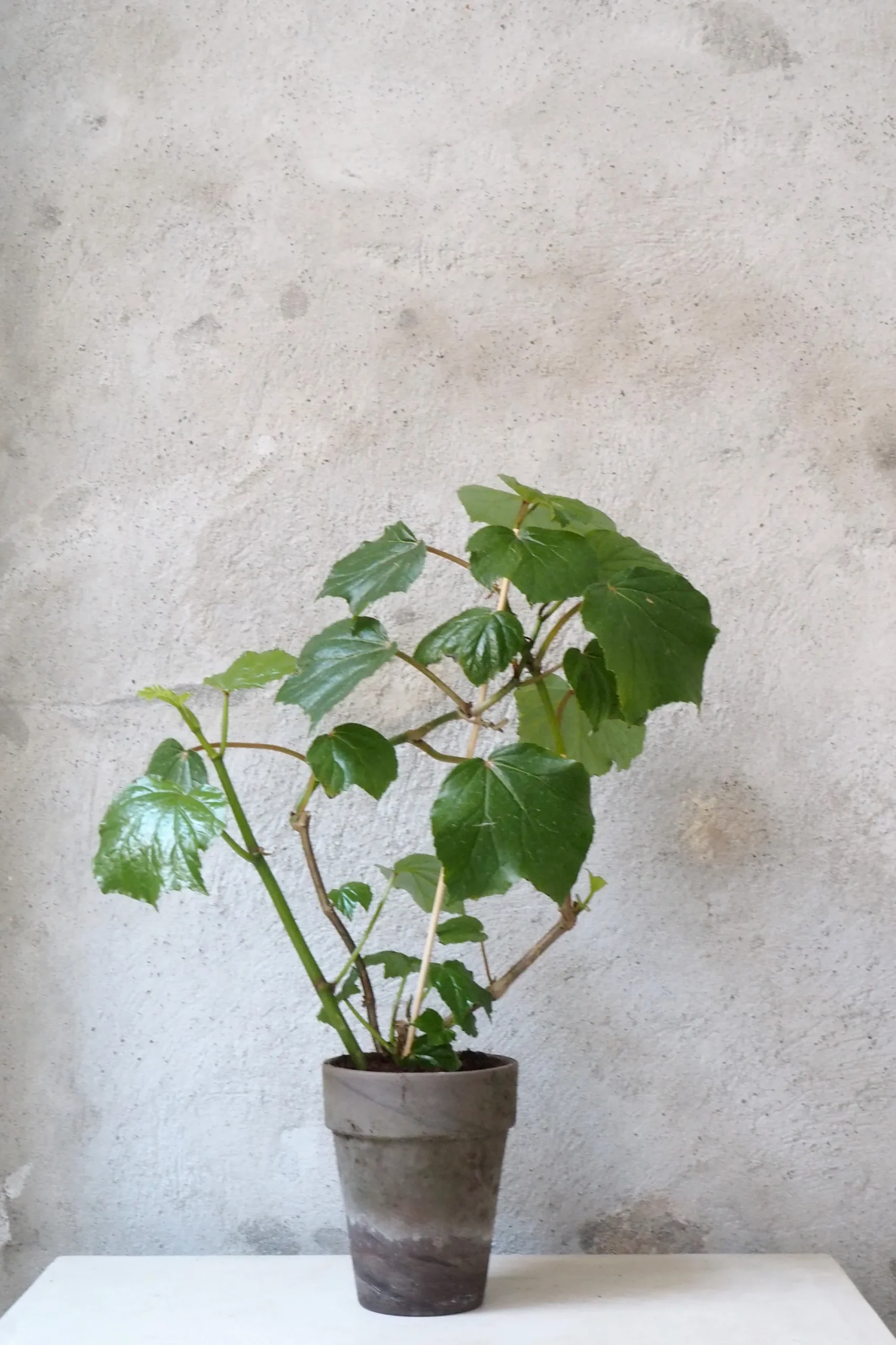 PLANT Begonia convolvulacea Online