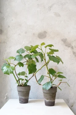 PLANT Begonia convolvulacea Online
