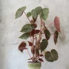PLANT Begonia Oldemor New