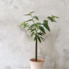 PLANT Begonia opstammet Sale