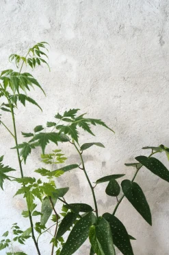 PLANT Begonia opstammet Sale