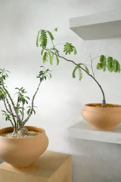 PLANT Belle krukke, stor Discount